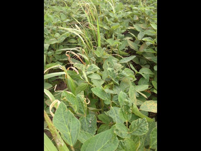 Soya - fomésafène (14)_9