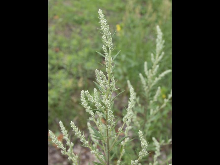 Armoise vulgaire(Artemisia vulgaris)_12