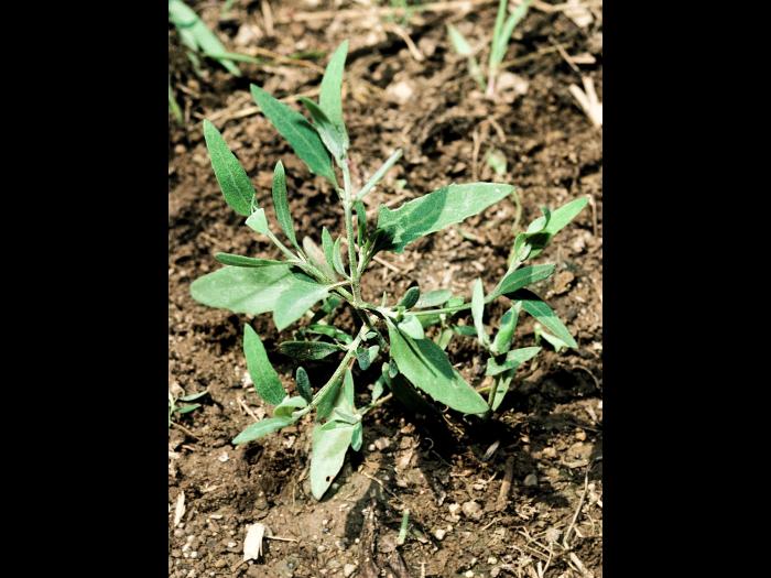 Arroche étalée(Atriplex patula)_3