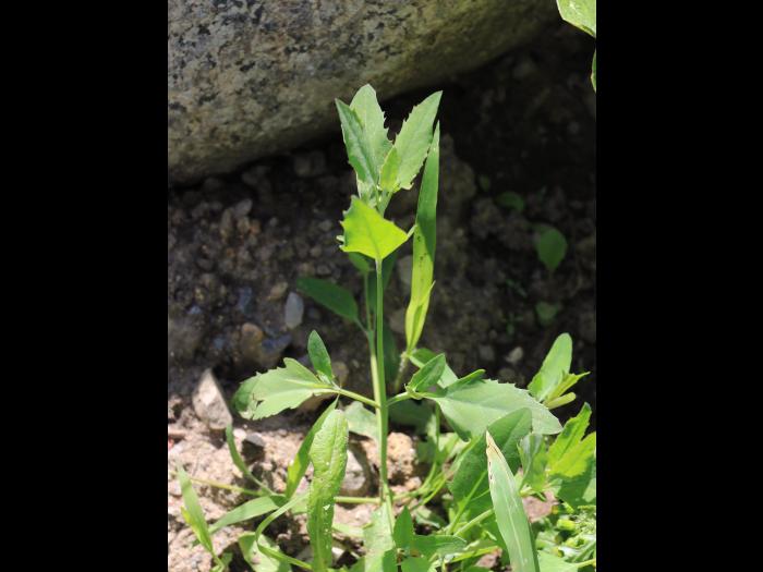 Arroche étalée(Atriplex patula)_21