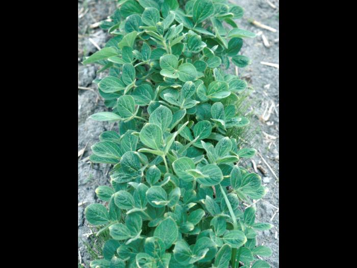 Soya - dicamba (4)_7