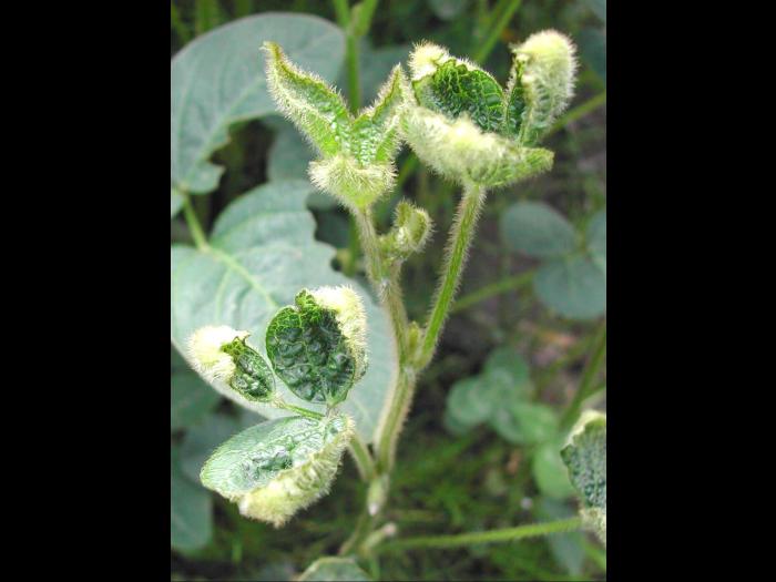 Soya - dicamba (4)_8