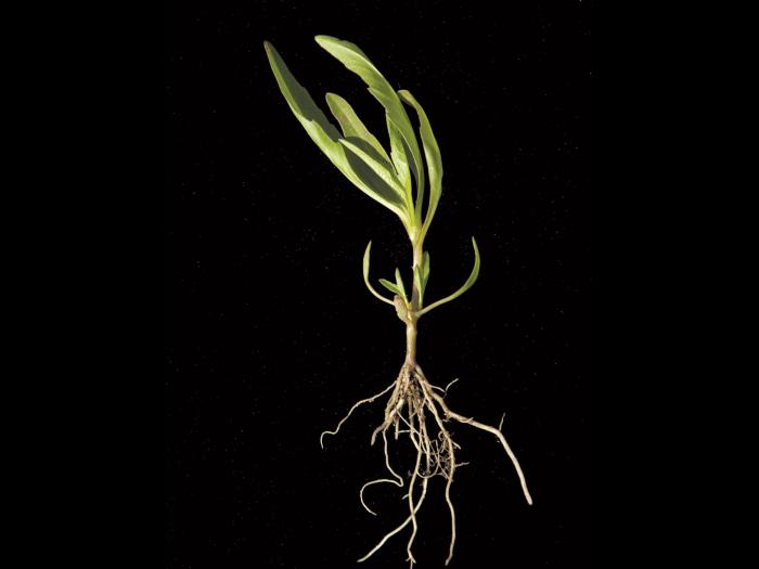 Bident penché(Bidens cernua)_5