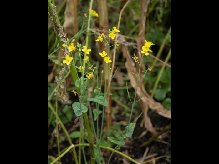 Moutarde oiseaux (Brassica rapa)_14