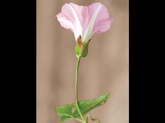 Liseron haies (Calystegia sepium)_10