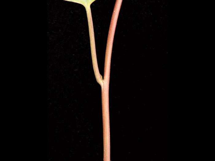 Liseron haies (Calystegia sepium)_11