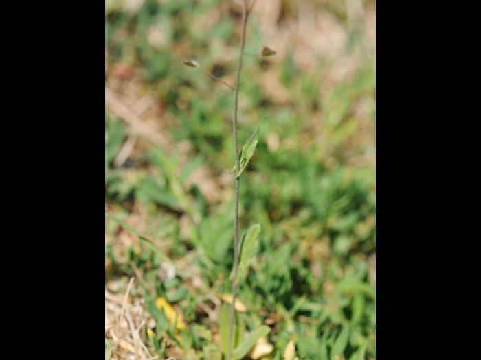 Bourse pasteur(Capsella bursa-pastoris)_15