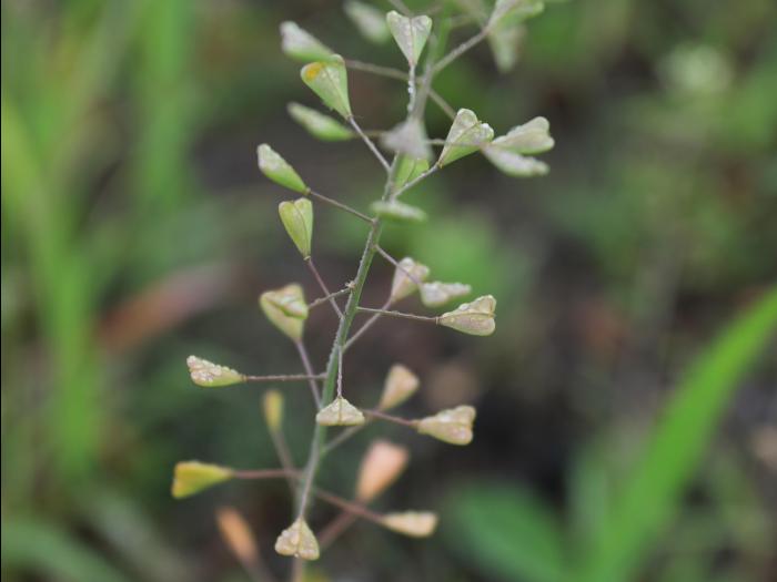 Bourse pasteur(Capsella bursa-pastoris)_19