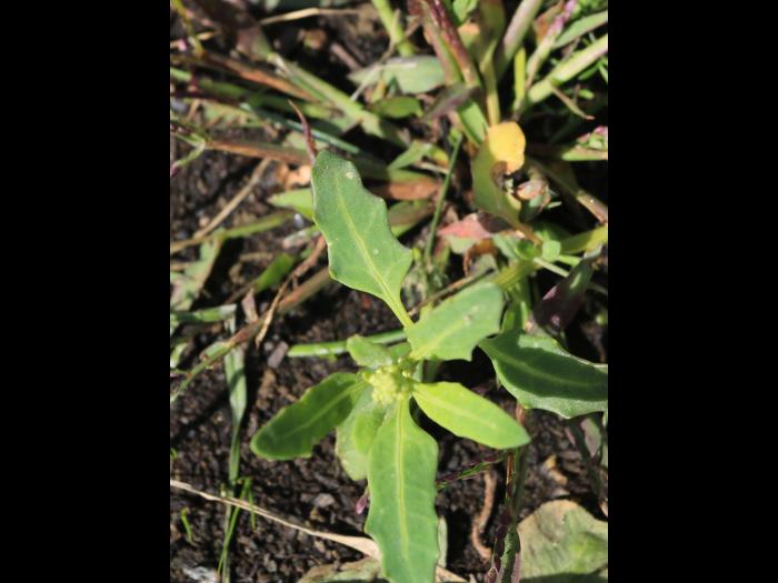 Chénopode glauque(Oxybasis glauca)_17