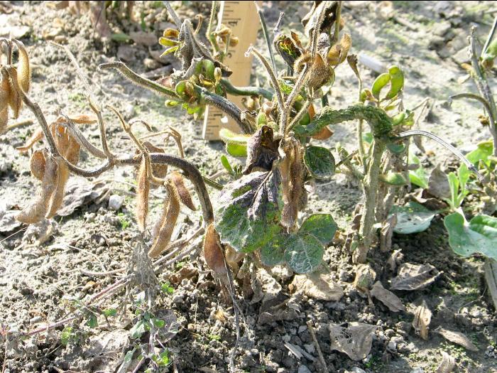 Soya - dicamba (4)_17