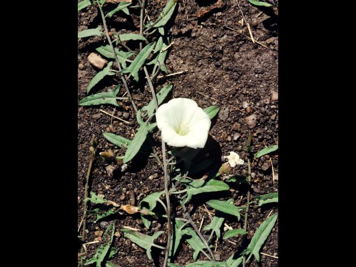 Liseron champs (Convolvulus arvensis)_1