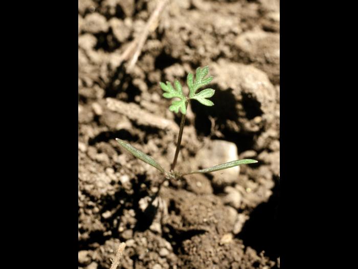 Carotte sauvage(Daucus carota)_1
