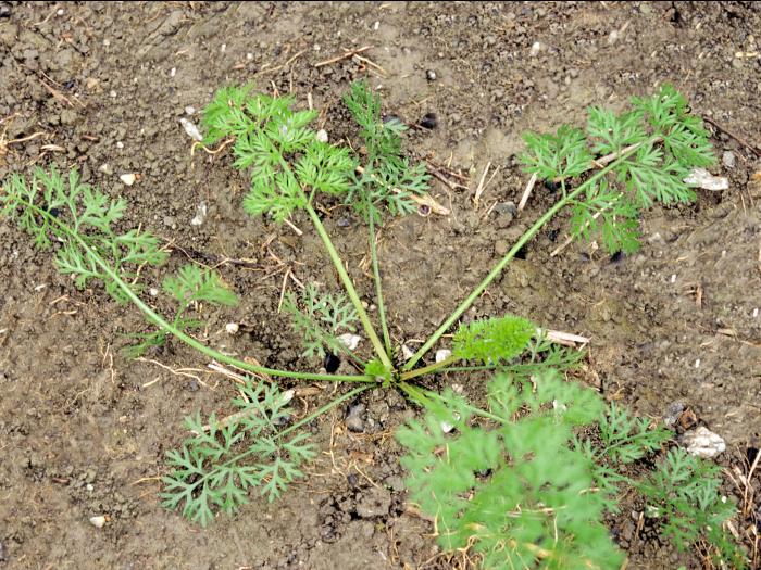 Carotte sauvage(Daucus carota)_3