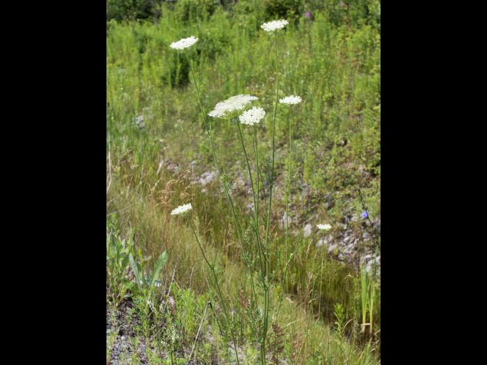 Carotte sauvage(Daucus carota)_15