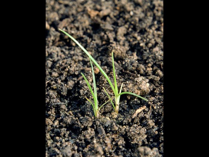 Souchet comestible(Cyperus esculentus)_1