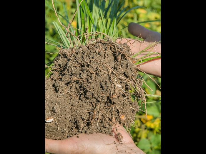 Souchet comestible(Cyperus esculentus)_6