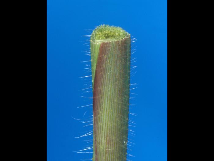 Digitaire sanguine(Digitaria sanguinalis)_18