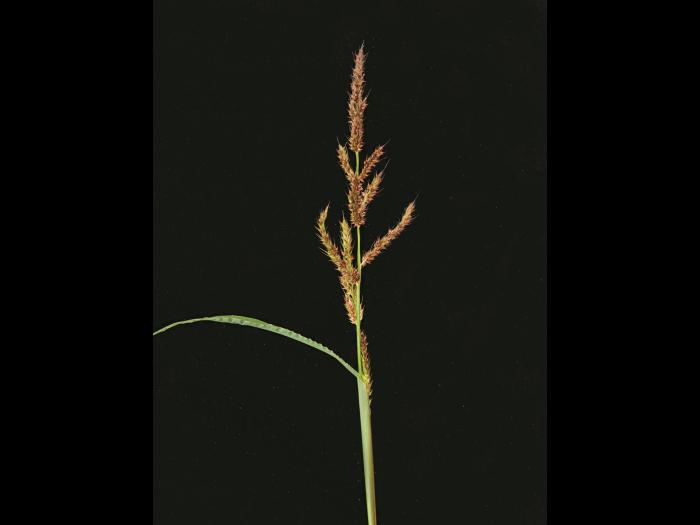 Pied-de-coq(Echinochloa crus-galli)_15