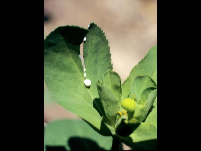 Euphorbe réveille-matin (Euphorbia helioscopia)_3