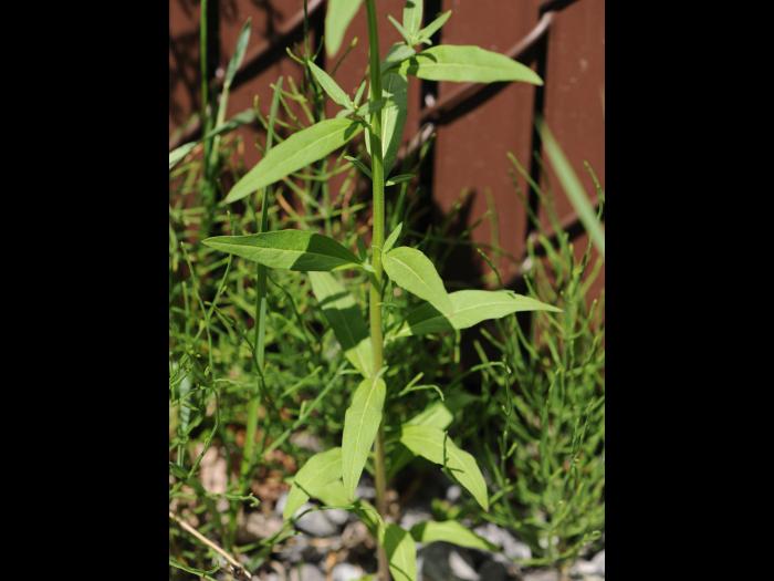 Vélar fausse-giroflée(Erysimum cheiranthoides)_15
