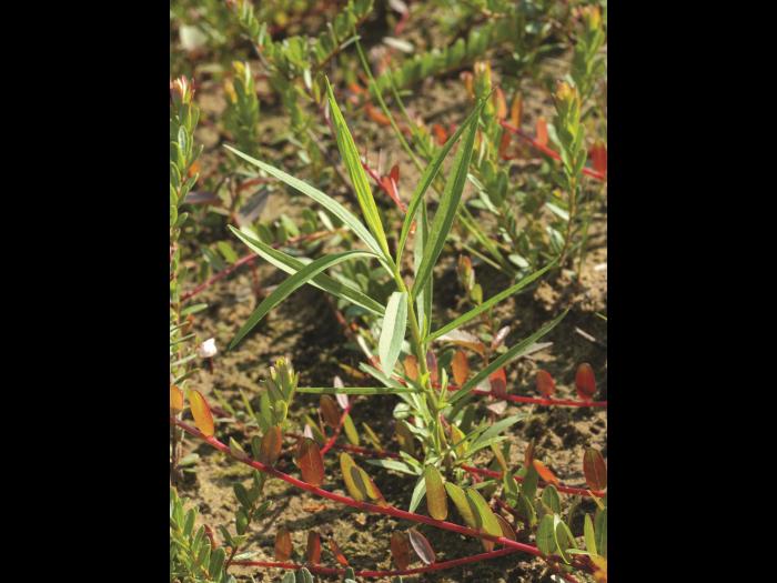 Verge d'or à feuilles de graminée(Euthamia graminifolia)_9