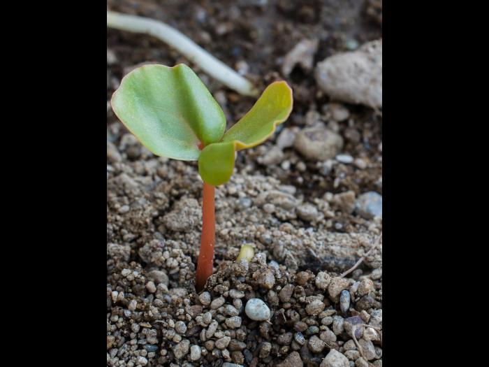 Sarrasin commun (Fagopyrum esculentum)_6