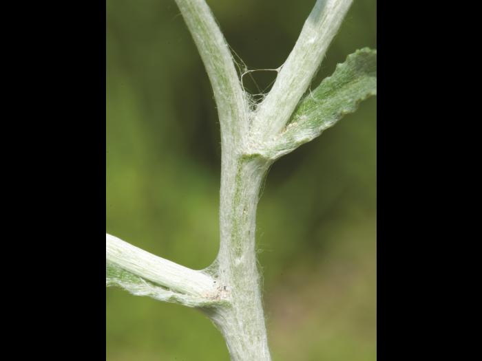 Gnaphale des vases (Gnaphalium uliginosum)_7