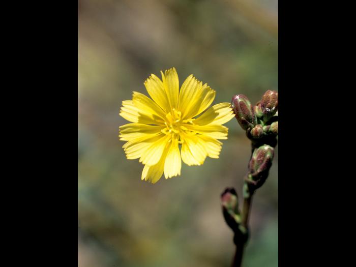 Laitue scariole (Lactuca serriola)_5