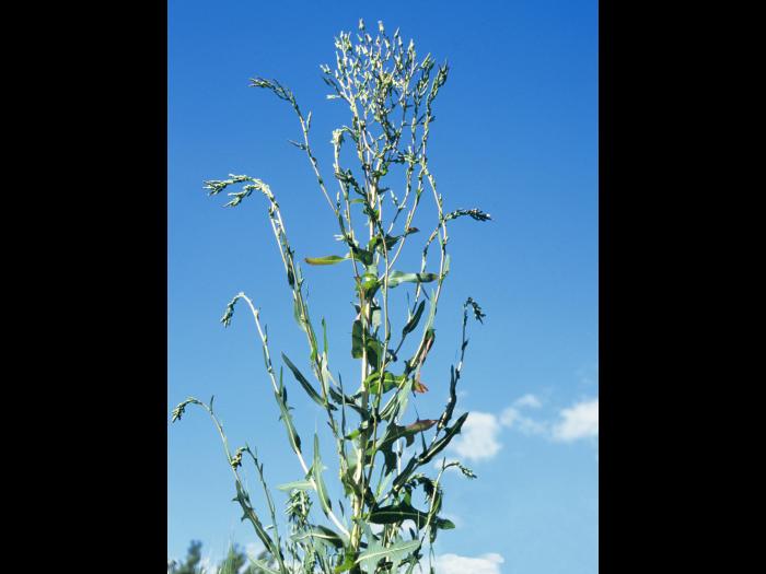 Laitue scariole (Lactuca serriola)_6