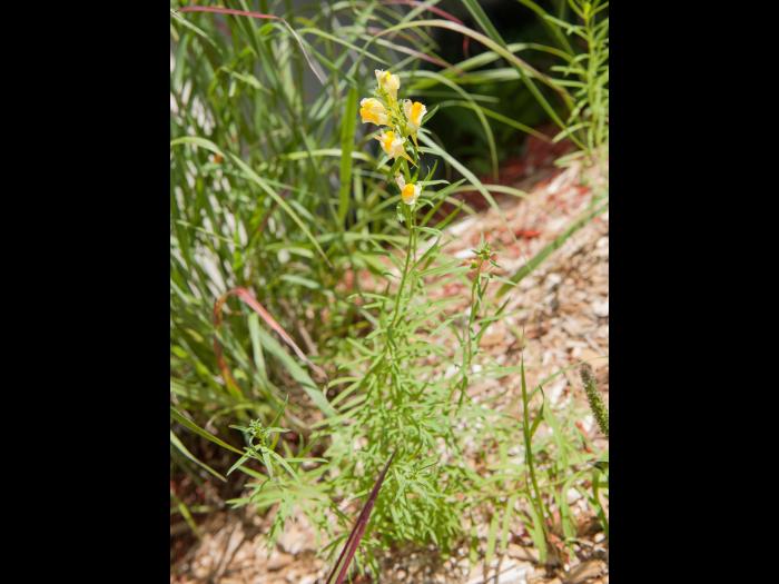 Linaire vulgaire (Linaria vulgaris)_8