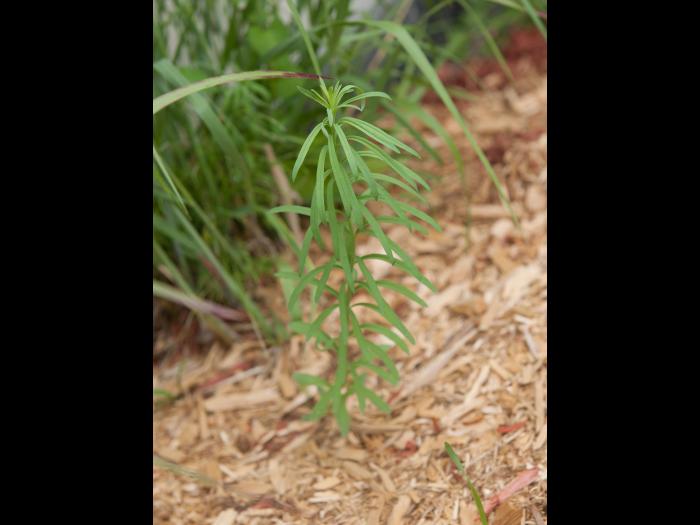 Linaire vulgaire (Linaria vulgaris)_11