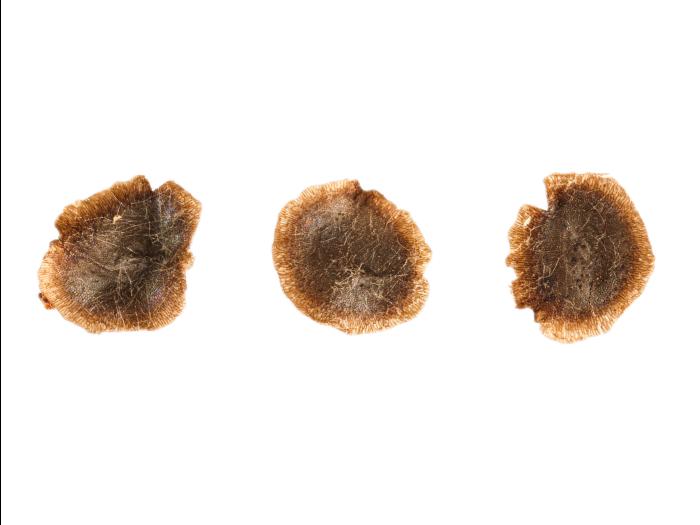 Linaire vulgaire (Linaria vulgaris)_18