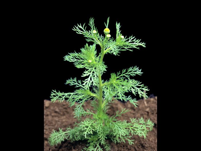 Matricaire odorante (Matricaria discoidea)_5