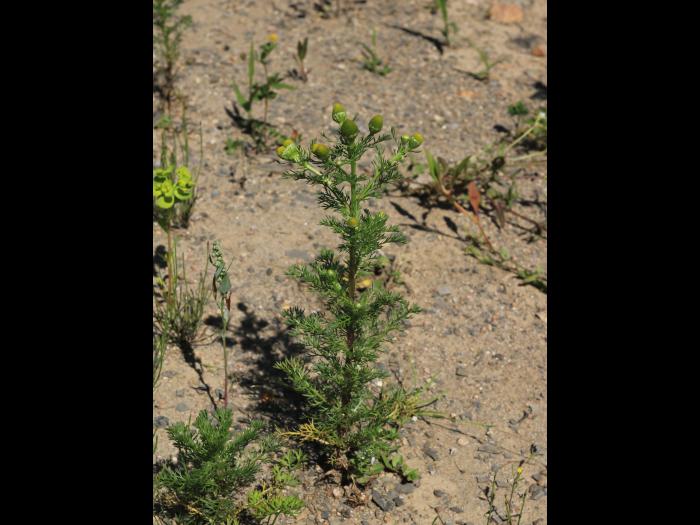 Matricaire odorante (Matricaria discoidea)_17