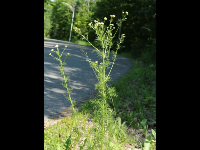 Matricaire inodore (Tripleurospermum inodorum)_12