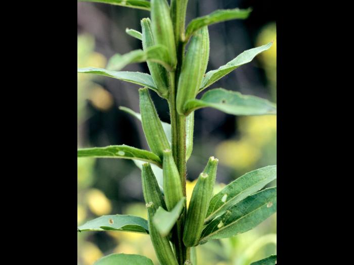 Onagre bisannuelle (Oenothera biennis)_6
