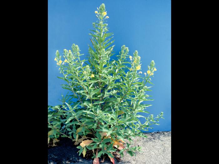 Onagre bisannuelle (Oenothera biennis)_7