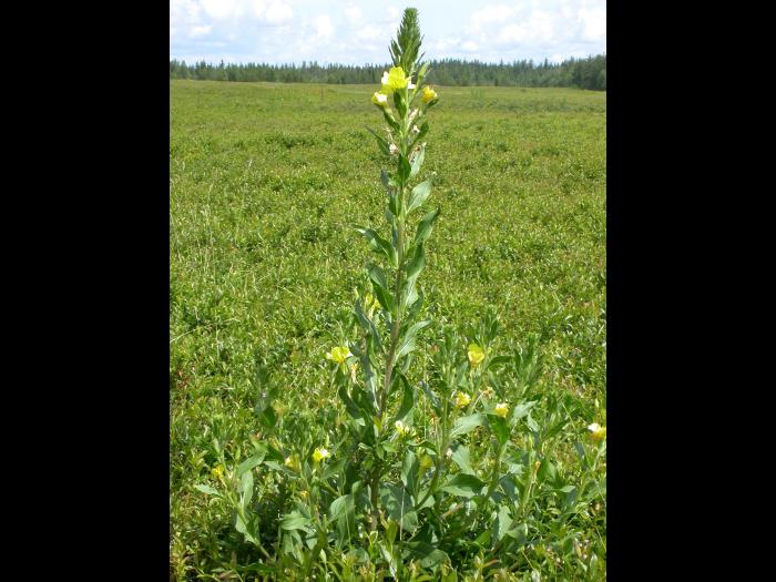 Onagre bisannuelle (Oenothera biennis)_9