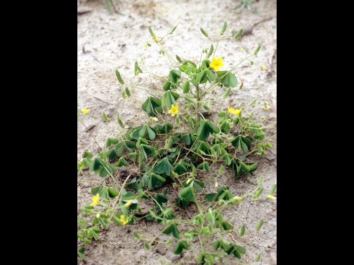 Oxalide Europe (Oxalis stricta)_4