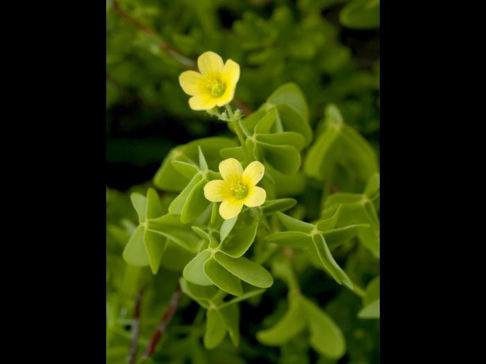Oxalide Europe (Oxalis stricta)_9