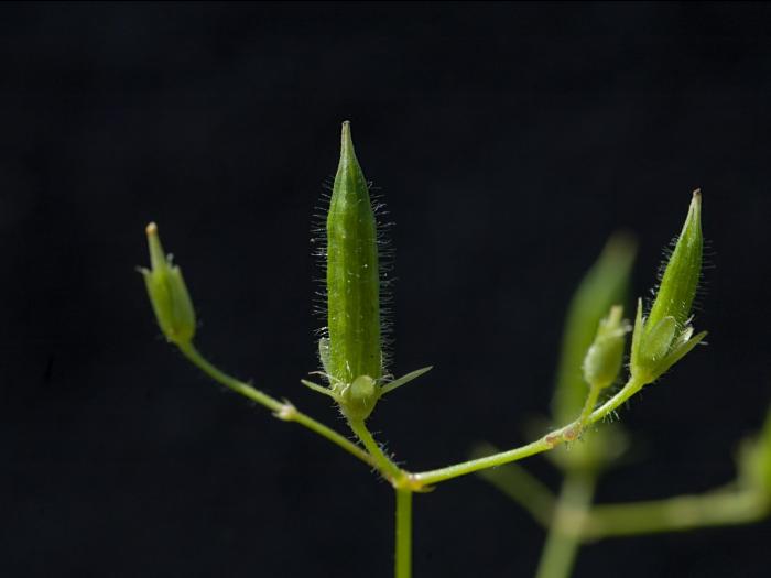 Oxalide Europe (Oxalis stricta)_11