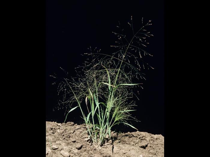 Panic capillaire (Panicum capillare)_6