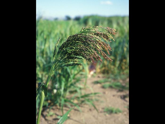 Panic millet (Panicum miliaceum)_8