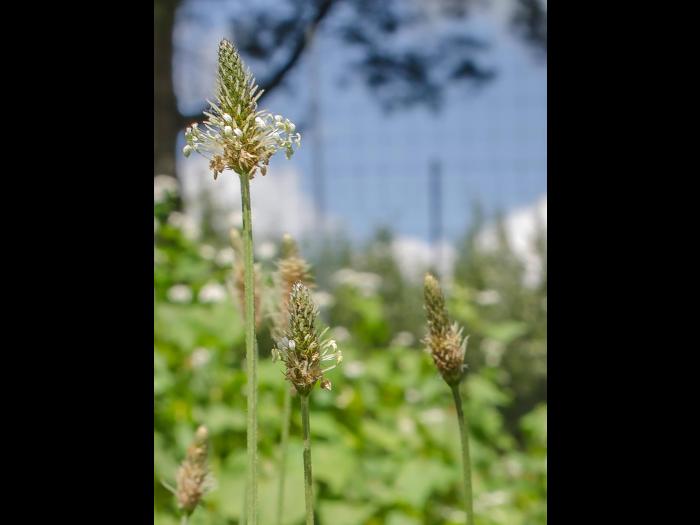 Plantain lancéolé (Plantago lanceolata)_1