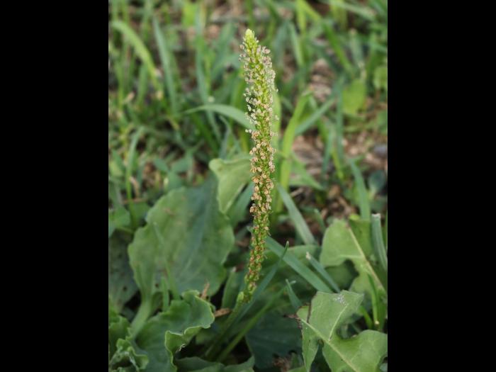 Plantain majeur (Plantago major)_21