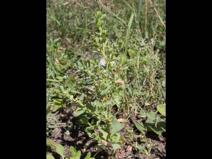 Renouée coriace (Polygonum achoreum)_11