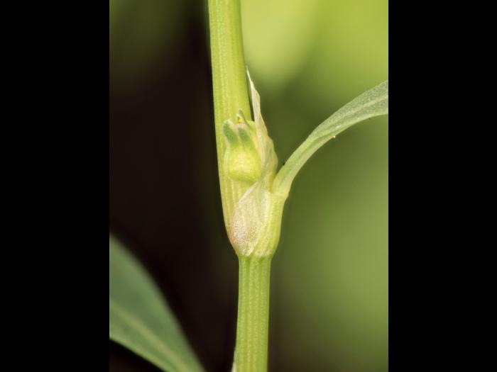 Renouée coriace (Polygonum achoreum)_18