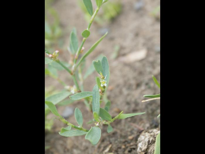 Renouée oiseaux (Polygonum aviculare)_11