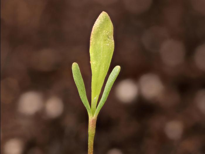 Renouée oiseaux (Polygonum aviculare)_14