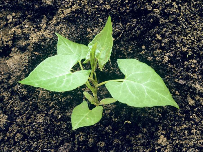 Renouée liseron (Fallopia convolvulus)_2